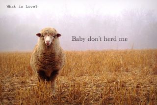 Baby don't herd me.jpg