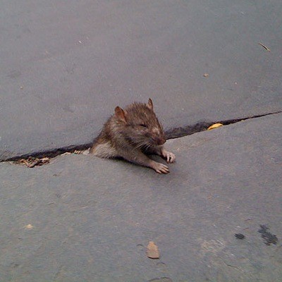 rat-crack.jpg