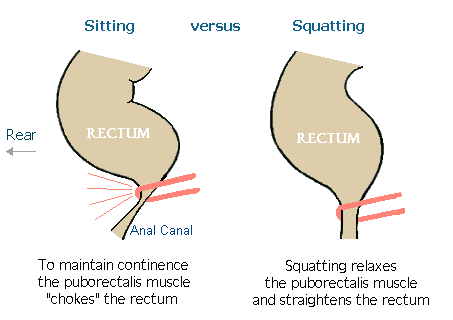 sitting vs squatting.gif