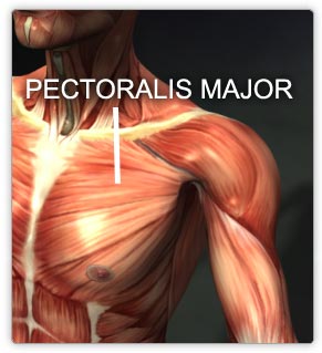 pecmajor.jpg