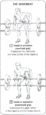 Bent Over Rows.png