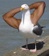 MÅG'NS.jpg