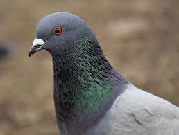 Pigeon.jpg