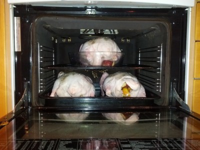 IMG_20121110_135456.jpg