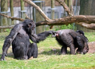 monkey finger.jpg