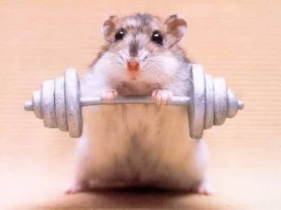 Strong-Guinea-Pig-animal-humor-7187040-457-342.jpg
