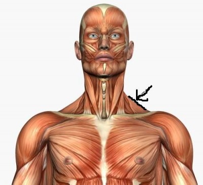 musculature_headneck_front (1).jpg