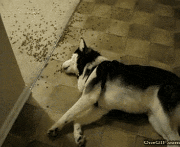 Søren som hund.gif