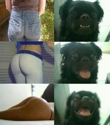 This-Dog%25E2%2580%2599s-Reaction-Is-The-Same-As-Any-Guy%25E2%2580%2599s.jpg