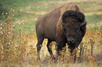 rsz_american_bison_k5680-1.jpg