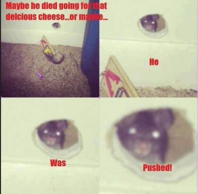 ImageUploadedByTapatalk1365972343.782998.jpg