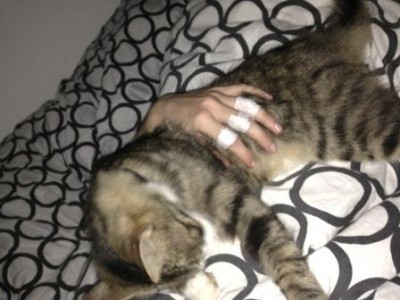puttekat.jpg