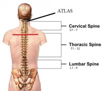 spine_post_bh1.jpg