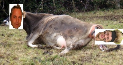cow-giving-birth.jpg