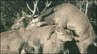 pounded.gif