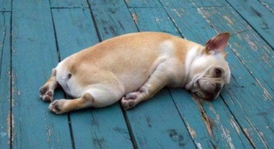 exhausted frenchie.jpg