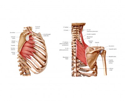 serratus-anterior-rhomboids-and-levator-scapulae3.jpg