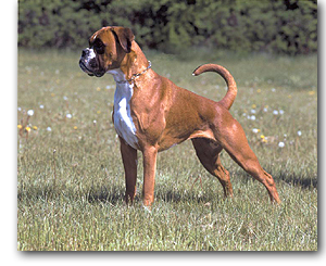 Handsome Boxer motherfucker.jpg