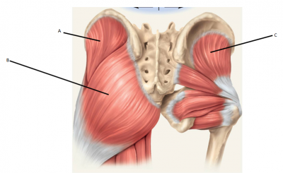 Glute-Complex.png