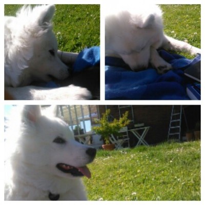 velpicstitch20140607_172802.jpg