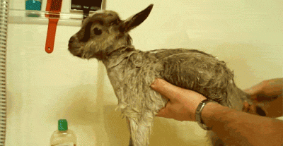 1394890904550.gif