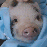 happy piglet.gif