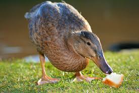 Mallard.jpg