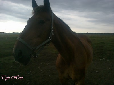 Hest.jpg