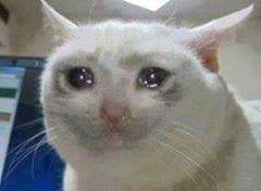 sosadcat.jpg