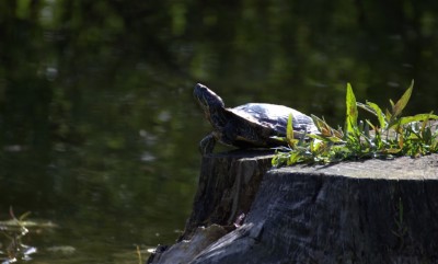 SKildpadden gokke 2.jpg