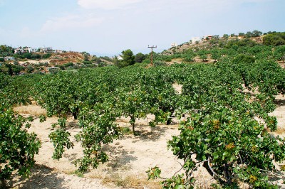 Aegina4.jpg