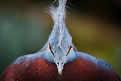 Evil_Bird.jpg