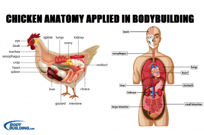 chicken.png