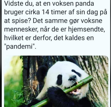 panda.png