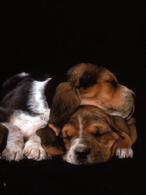 433795-FB~Basset-Hound-Puppies-Sleeping-Posters.jpg