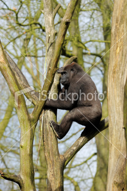 ist2_7159792-gorilla-in-a-tree.jpg