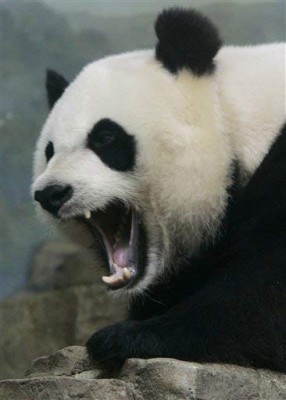Panda 2.jpg